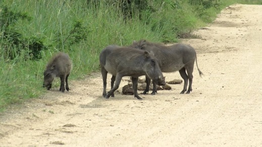 Wart Hogs