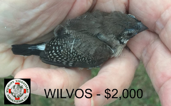 Donation to WILVOS 2020